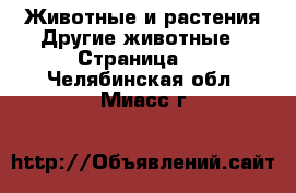 Животные и растения Другие животные - Страница 2 . Челябинская обл.,Миасс г.